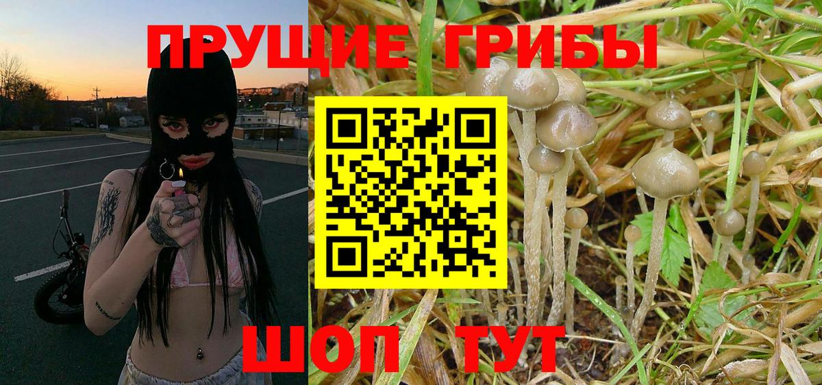 Галлюциногенные грибы Psilocybine cubensis Брянск