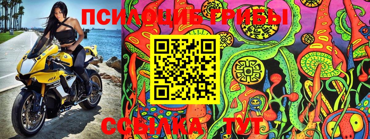 Псилоцибиновые грибы Cubensis Брянск